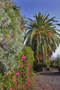 El-Palmeral-Garten_01