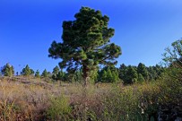 casa_monarca_paisaje02