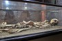 museo-arqueologico-los-llanos-la-palma-mab-museum-ureinwohner-guanche-benahoarita-38-skelett