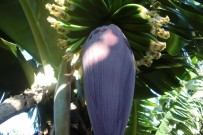 Banane