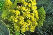 bejeque-aeonium-arboreum