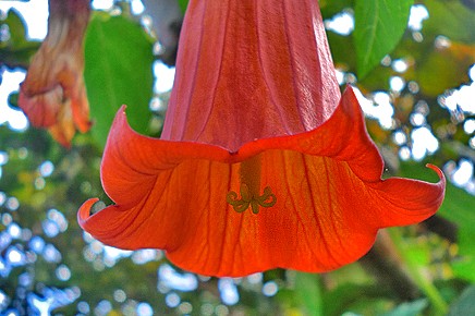 canarina-canariensis-bicacaro-glockenblume