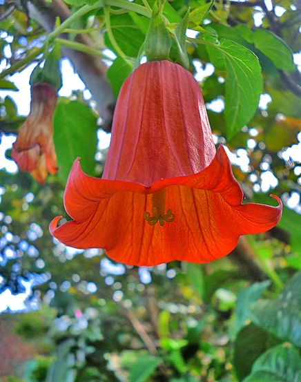 canarina-canariensis-bicacaro-glockenblume