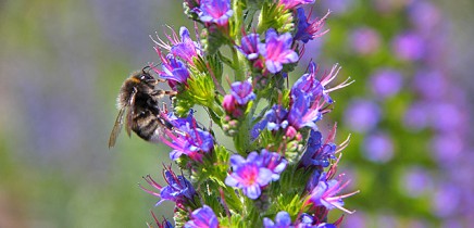 centro-de-visitantes-caldera-de-taburiente-el-paso-la-palma-jardin-botanico-garten-tajinaste-biene