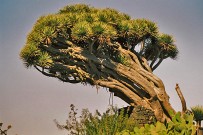 drago-drachenbaum-dracaenala-palma