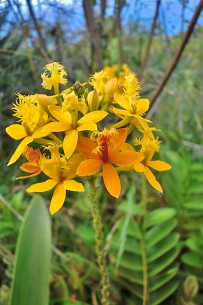 epidendrum-radicans-erd-orchidee-la-palma