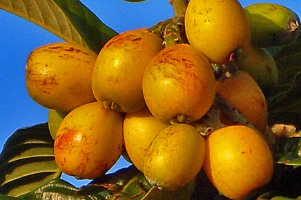 nispero-woll-mispel-frucht-la-palma