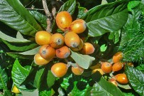 Nisperos: Obst und Gemüse aus lokalem Anbau