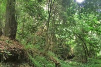 cubo-de-la-galga-la-palma-