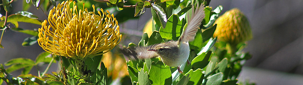 Vögel beobachten auf La Palma - La Palma Travel