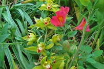 orchidee-cymbidium-orquidea-jardin-la-palma-orchidaceae