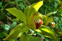 orchidee-cymbidium-orquidea-la-palma-orchidaceae