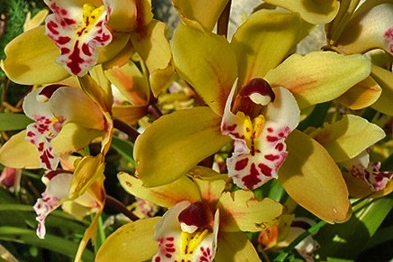orchidee-cymbidium-orquidea-orchidaceae