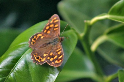 kanarisches-waldbrettspiel-maculada-mariposa-perarge-xiphioides