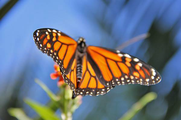 Monarchfalter Stoff Flügel Mehrfarbig 140 cm/55 Zoll Monarch Butterfly Wings 