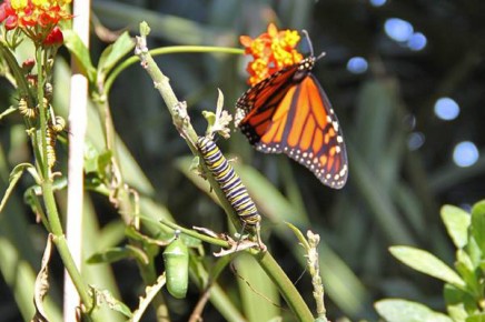 monarchfalter-mariposa-monarca-danaus-plexippus-falter-raupe-puppe
