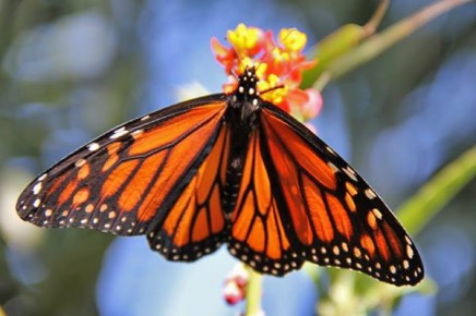 monarchfalter-mariposa-monarca-danaus-plexippus-seidenpflanze