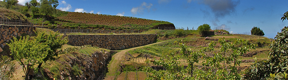 Tourismus und Weinanbau in den Gemeinden Tijarafe, Puntagorda, Garafía | La palma Travel