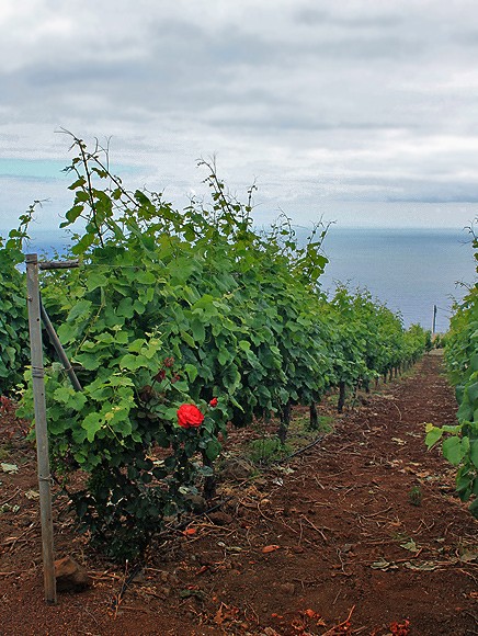 bodegas-el-durazno-barlovento-la-palma-03