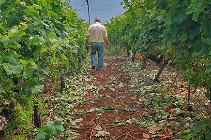 bodegas-el-durazno-barlovento-la-palma-39