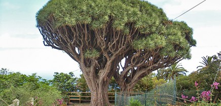 Drachenbume - La Palma Travel