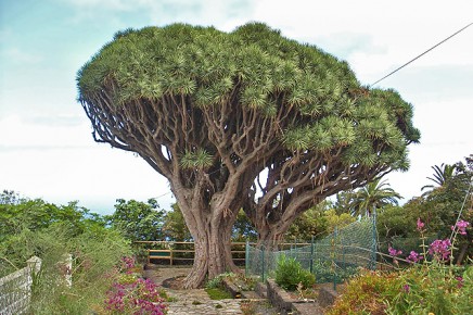 La flora de la isla canaria de La Palma - La Palma Travel