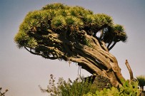drachenbaum-maeusedorngewaechs-drago-dracaena-draco-l-la-palma-kanaren-insel