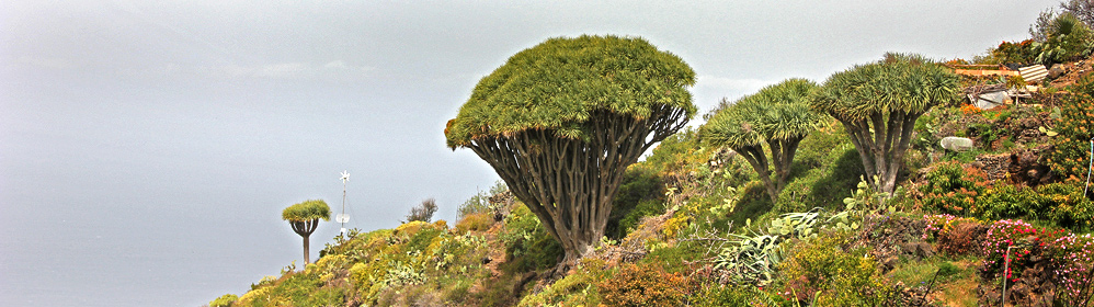 Drachenbäume - La Palma Travel