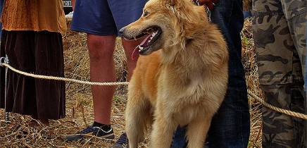 garafianischer-schaeferhund-perro-pastor-garafiano-