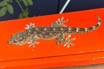 gecko-salamanca-tarentola-delalandii