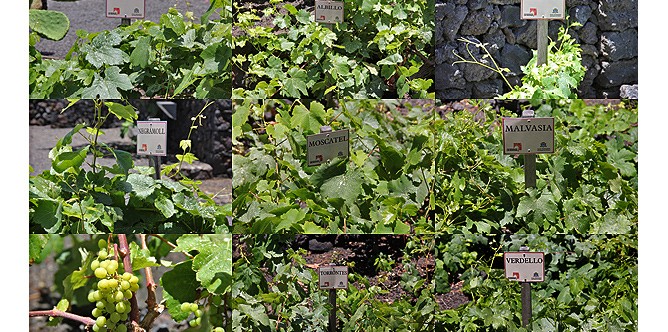 museo-del-vino-palmero-wein-museum-las-manchas-la-palma-variedades-uvas