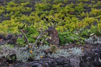 restaurante-bodega-la-casa-del-volcan-fuencaliente-la-palma-bejeques-vina