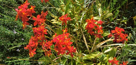 epidendrum-radicans-rot-orchidee-orchidea