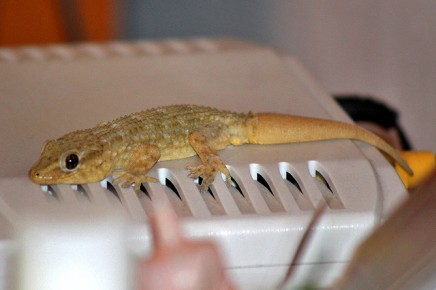 gecko-salamanca-tarentola-delalandii
