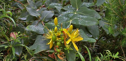 malfurada-grossblaettriges-johanniskraut-fruchtkapsel-unreif-hypericum-grandifolium