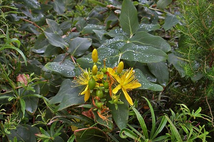 malfurada-grossblaettriges-johanniskraut-fruchtkapsel-unreif-hypericum-grandifolium
