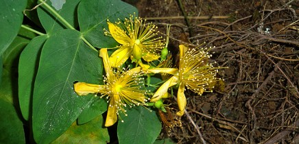 malfurada-grossblaettriges-johanniskraut-hypericum-grandifolium-