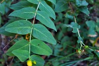 malfurada-grossblaettriges-johanniskraut-la-palma-hypericum-grandifolium
