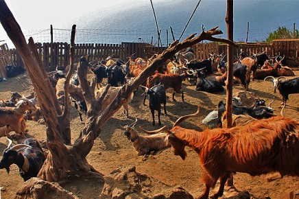 granja-los-tumbitos-teil-der-herde