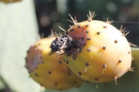 feigenkaktus-tunera-opuntia-ficus-indica-la-palma-higos-chumbos-kaktusfeigen