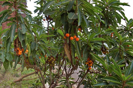 kanarischer-erdbeerbaum-madrono-arbutus-canariensis-baum-endemisch-la-palma