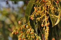 kanarischer-erdbeerbaum-madrono-arbutus-canariensis-blueten-la-palma