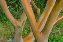 kanarischer-erdbeerbaum-madrono-canario-arbutus-canariensis-frucht-la-palma