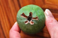 brasilianische-guave--guayaba-verde-feijoa-ananasguave-acca-sellowiana-obst