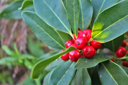 Die Kanarische Stechpalme La Palma Travel