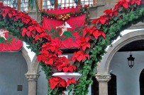 navidad-flores-de-pascua-weihnachten-la-palma-santa-cruz-rathaus