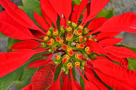 Poinsettia - La Palma Travel