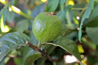 guayaba-echte-guave-psidium-guajava-frucht-unreif