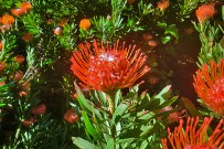 protea-tango-leucospermum