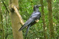 cuervo-rabe-corvus-corax-canariensis